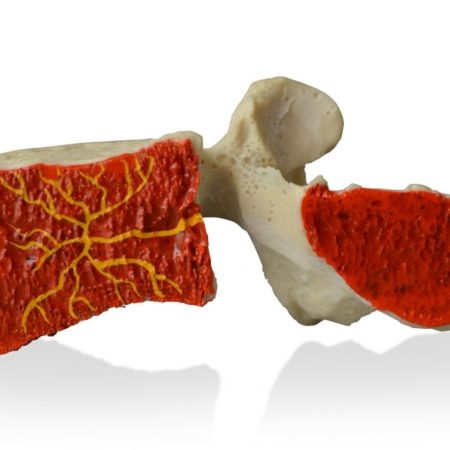 Basivertebral Nerve Model 1