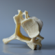 Professional CxH Inferior Dynamic Disc Designs