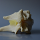 Professional CxH Lateral Dynamic Disc Designs