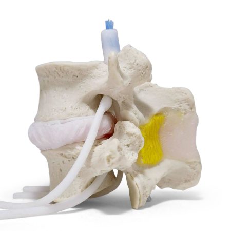 Epidural Lumbar Training Model 7