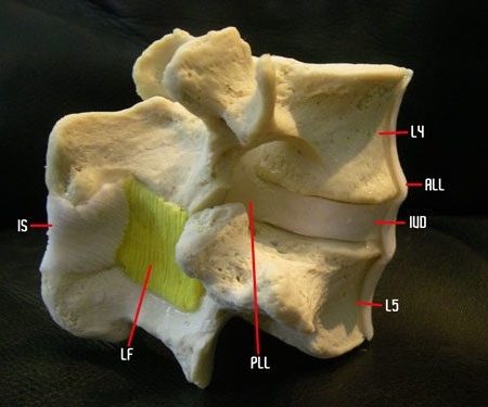 Ligament Lumbar Model