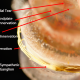 Sympathetic Ganglion Neoinnervation Endplate Innervation