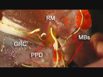 innervation lumbar modeling