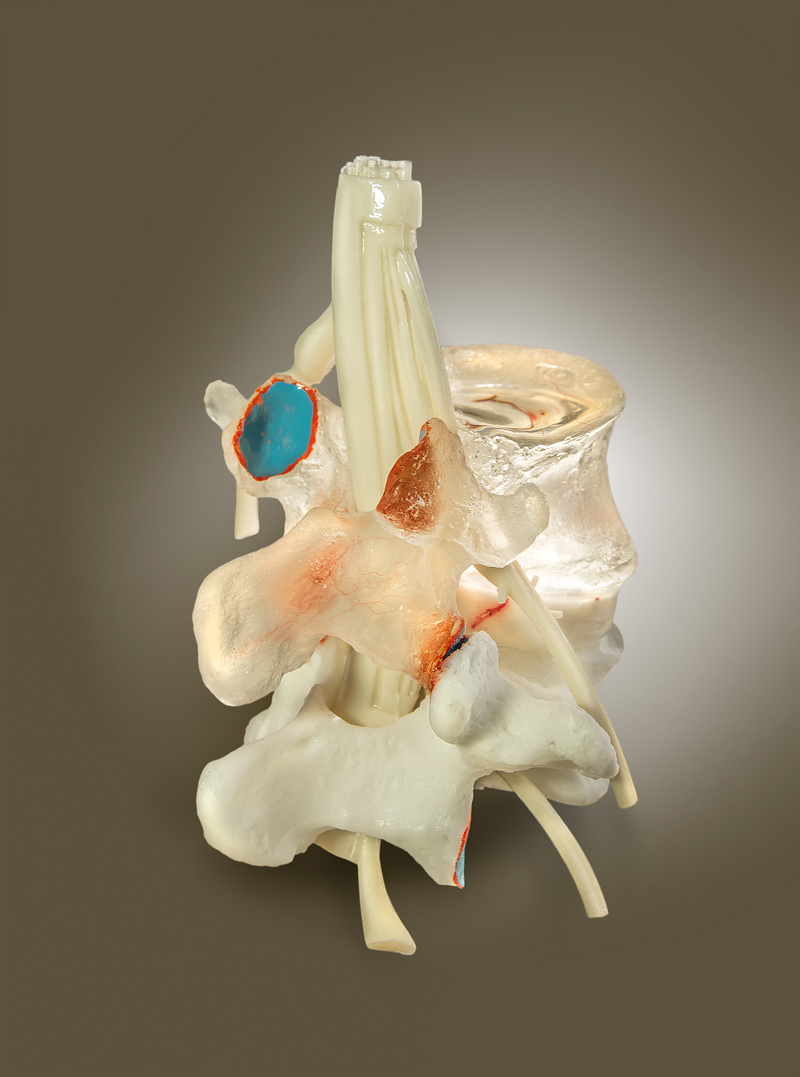 Human Spine Models