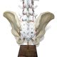 Lumbopelvic Model by Dynamic Disc Designs with optional cauda equina scaled