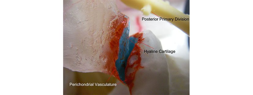 Perichondrial Vasculature 1