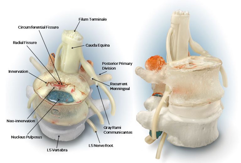 inflammatory mediators
