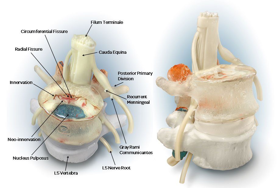 inflammatory mediators