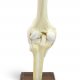 Dynamic Knee Model 4 1